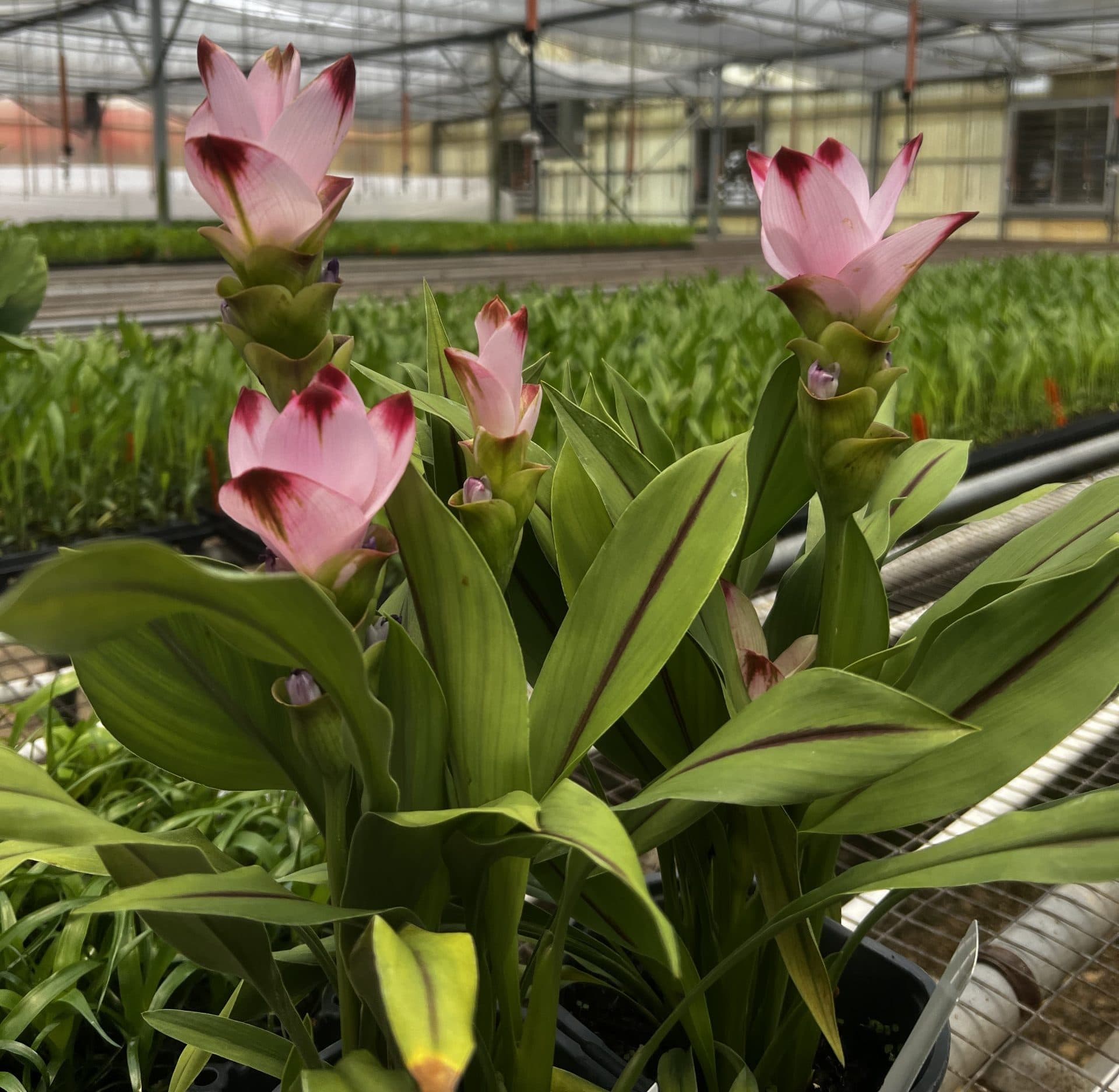 CURCUMA SIAM™ SUNRISE PPAF