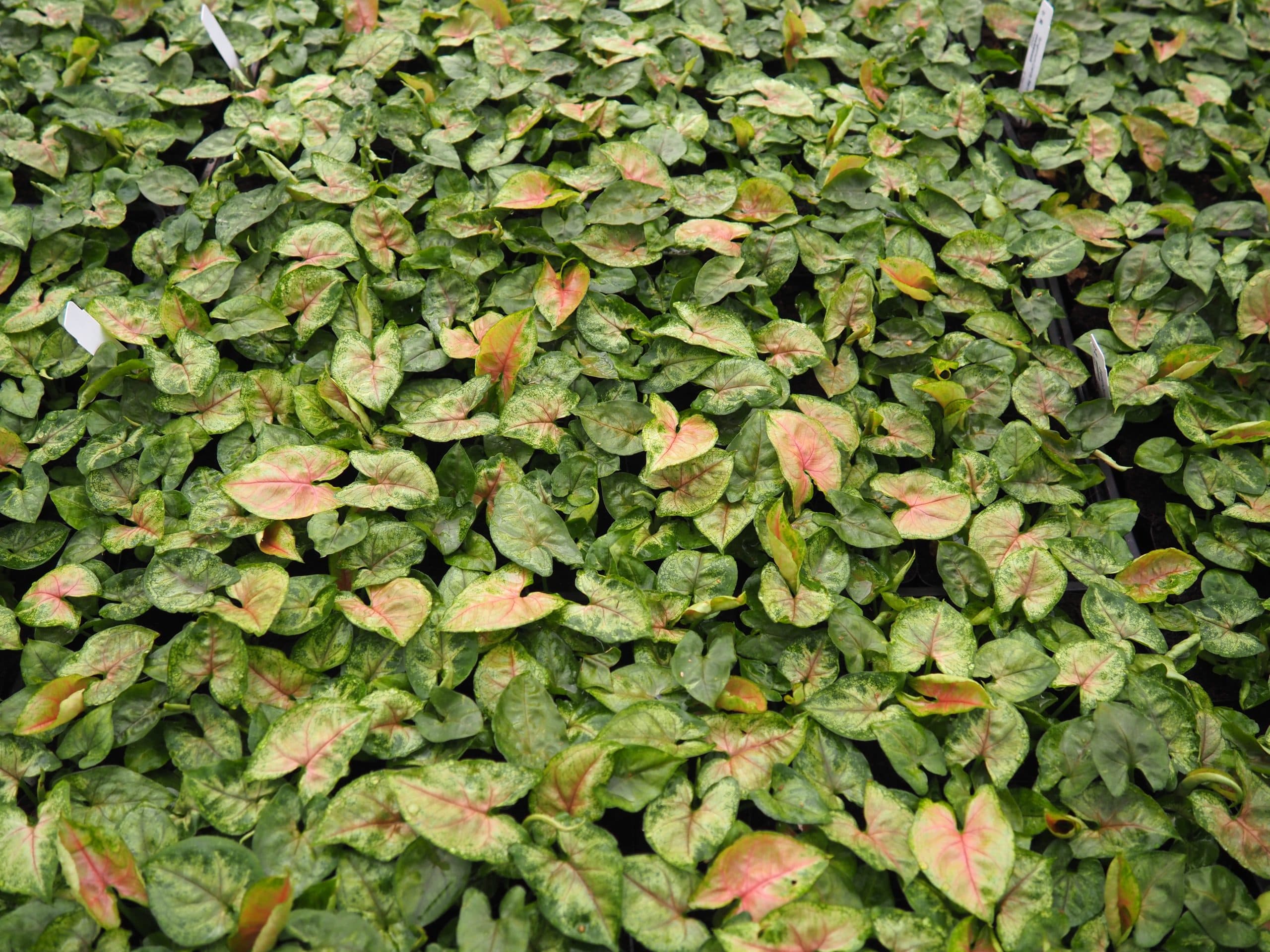SYNGONIUM CANDY BERRY