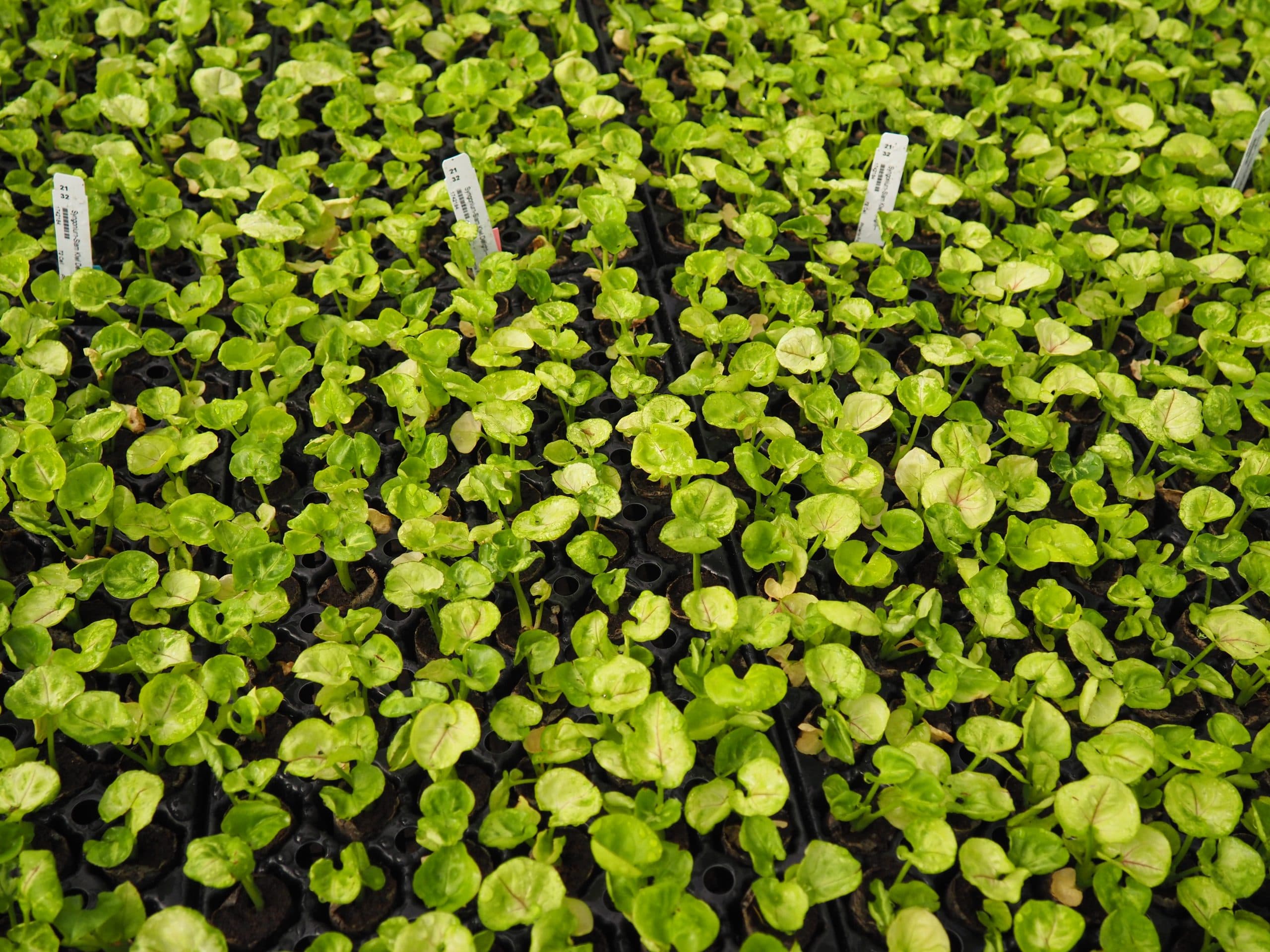SYNGONIUM SIAM KIWI DELIGHT