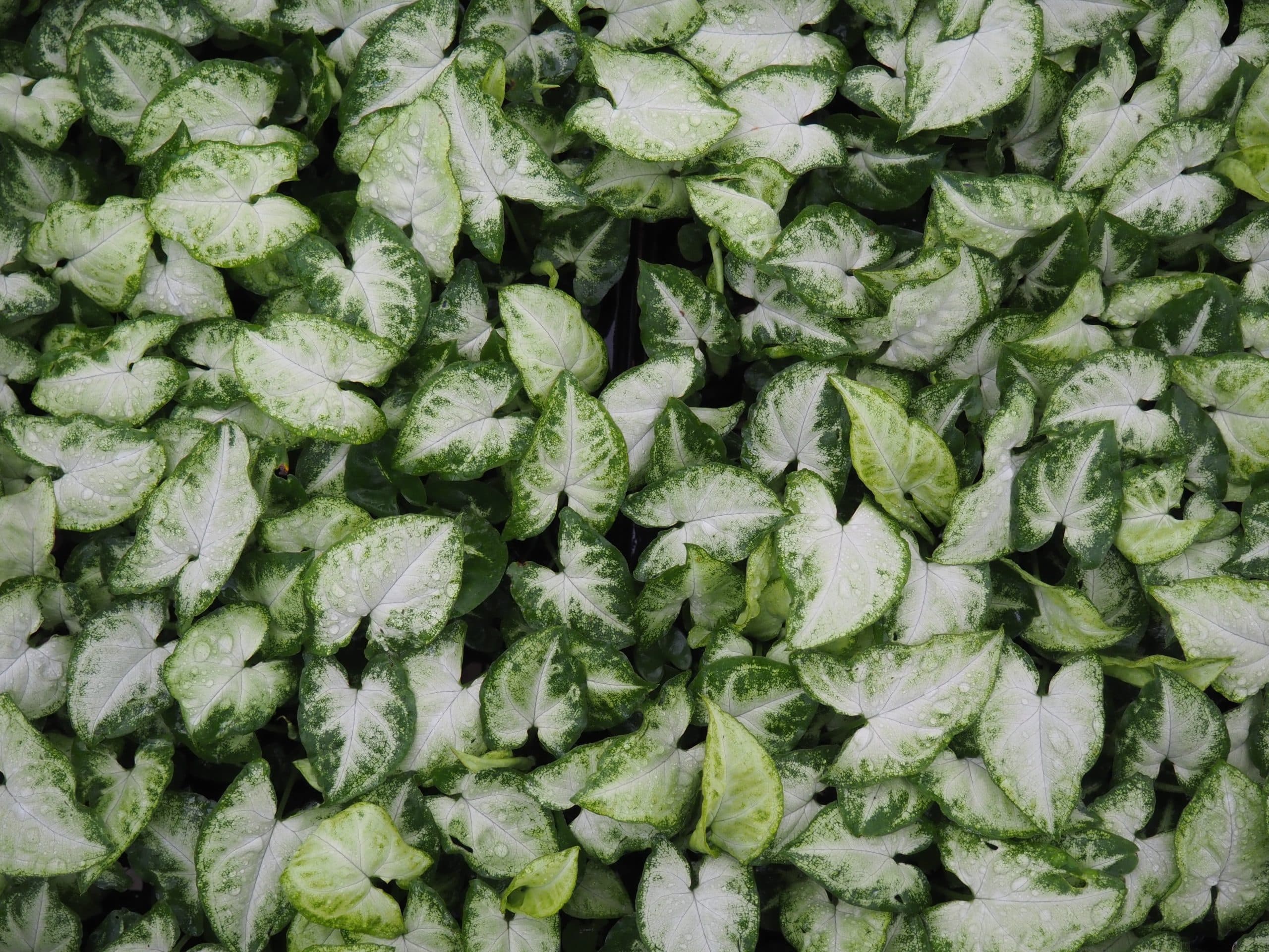 SYNGONIUM WHITE BUTTERFLY