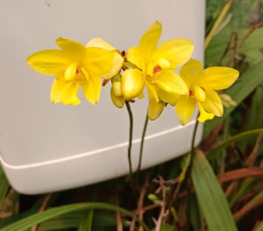 SPATHOGLOTTIS TROPICAL PINEAPPLE