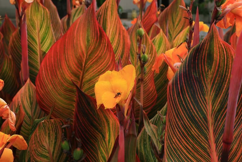 CANNA TROPICANNA PP10569