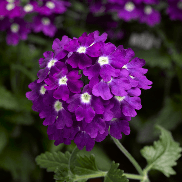 VERBENA