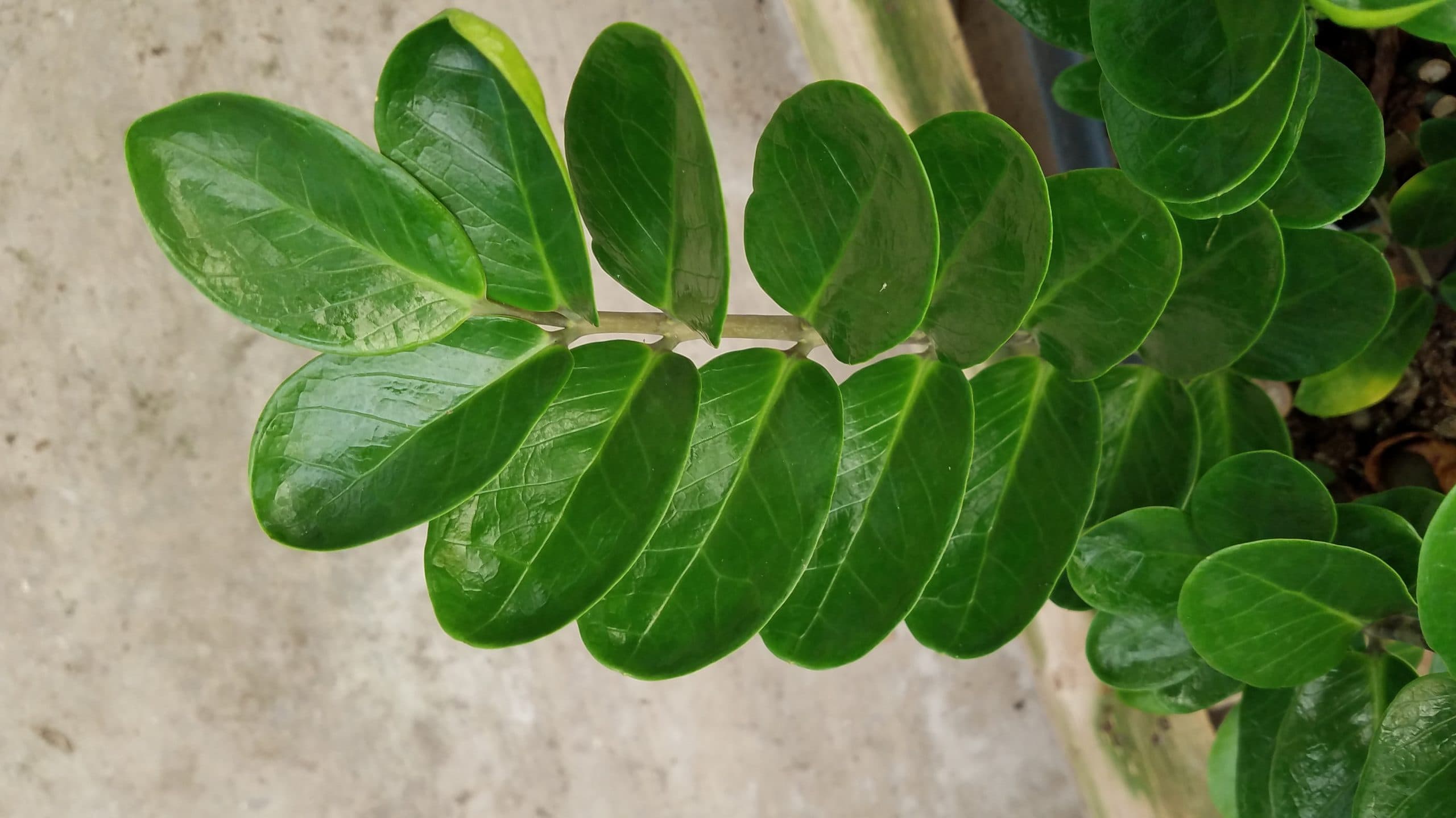 ZAMIOCULCAS ZAMIIFOLIA LUCKY PP23594