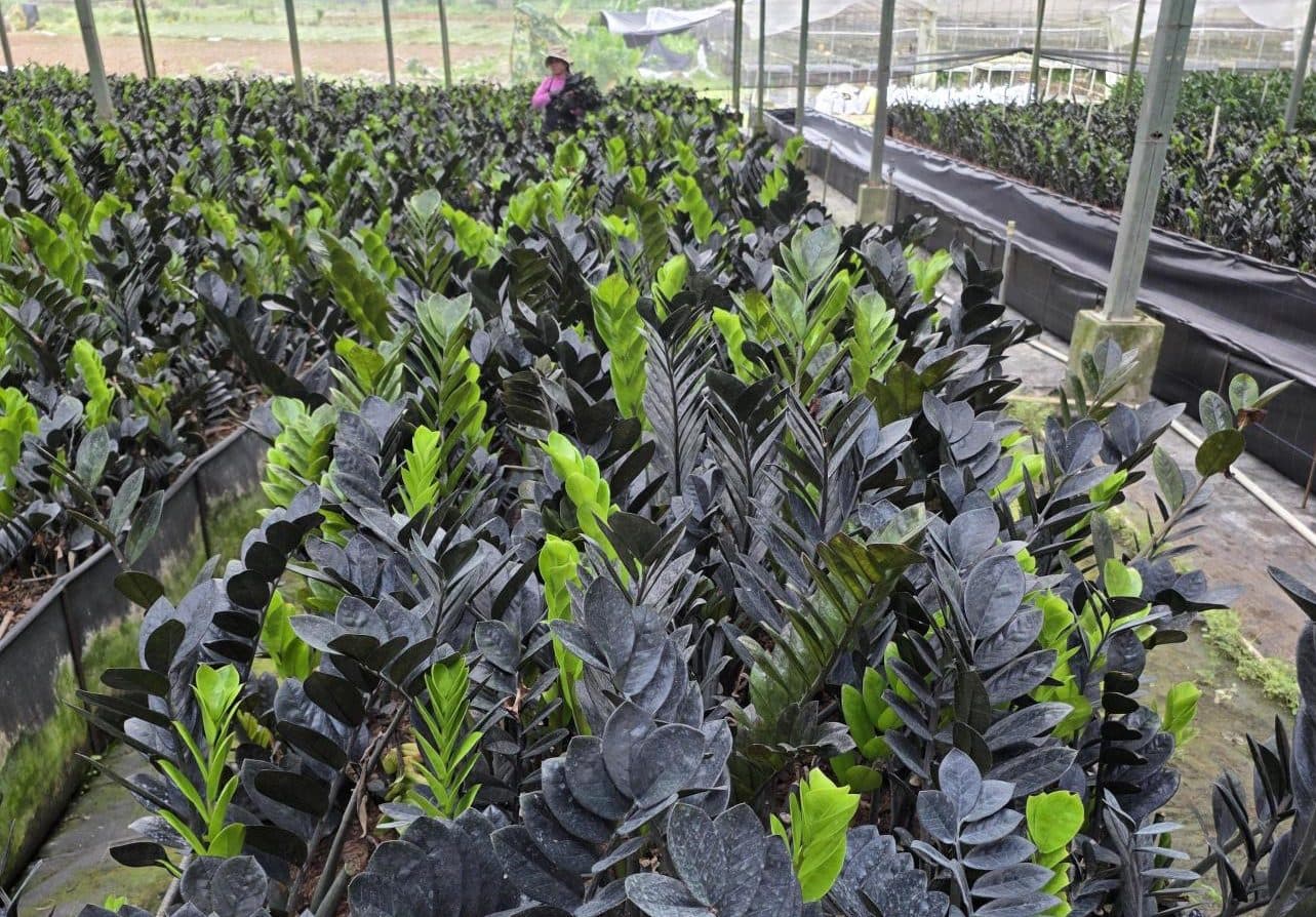 ZAMIOCULCAS ZAMIIFOLIA OSCURA