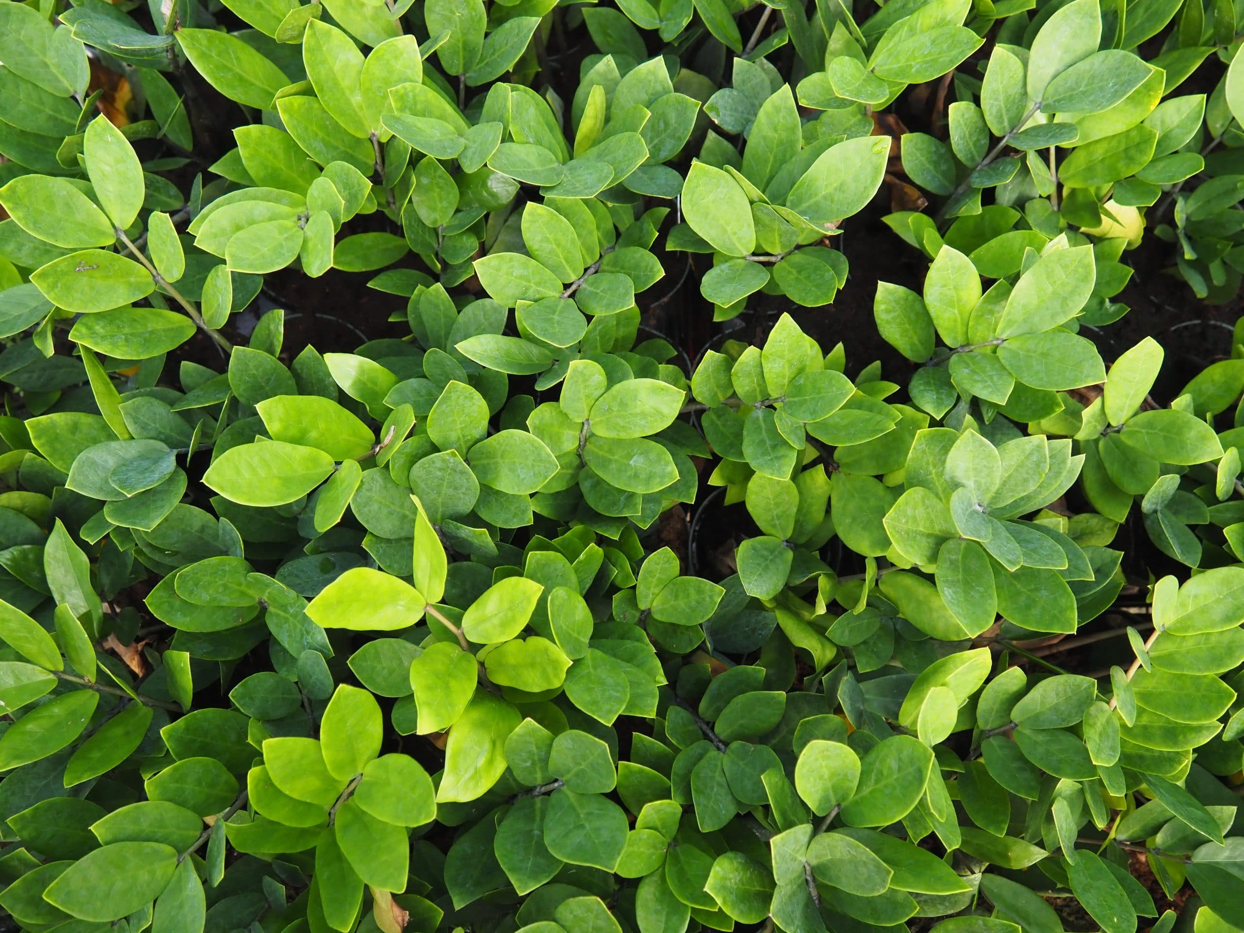 ZAMIOCULCAS ZAMIIFOLIA