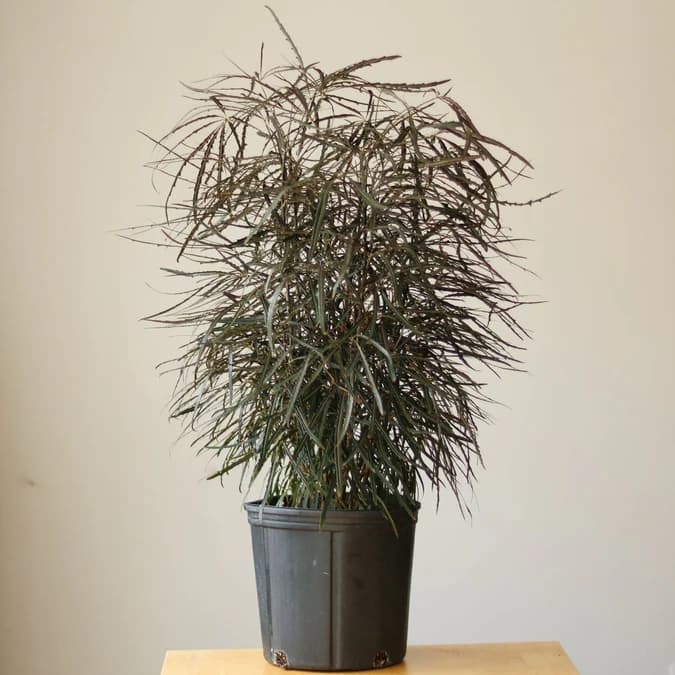 DIZYGOTHECA