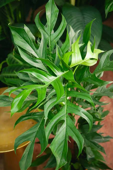 EPIPREMNUM