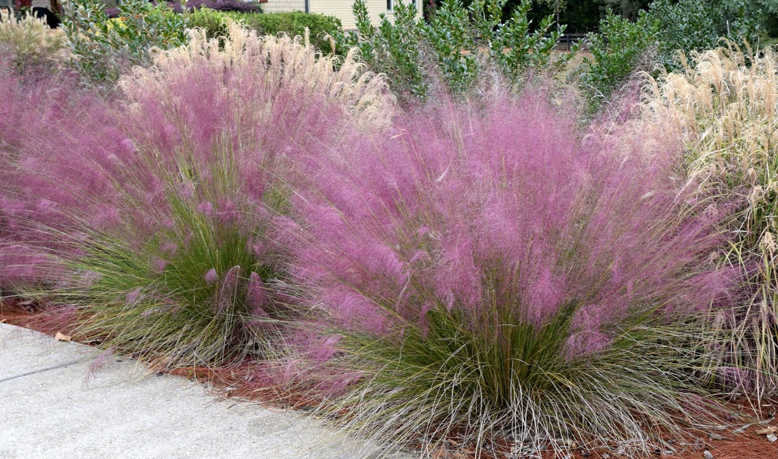 MUHLENBERGIA CAPILLARIS GULF MUHLY GRASS