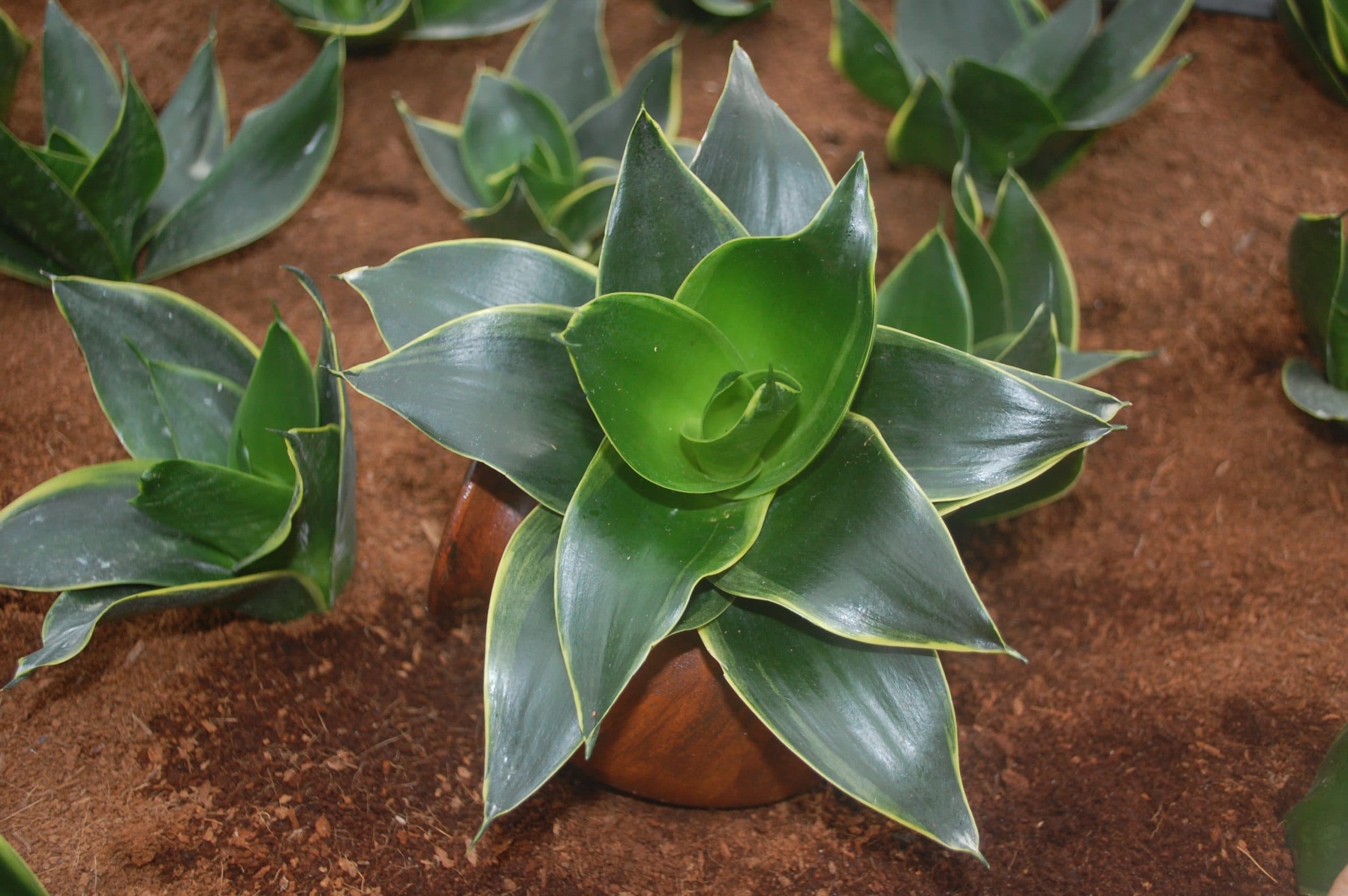 SANSEVIERIA STARPOWER® EMERALD