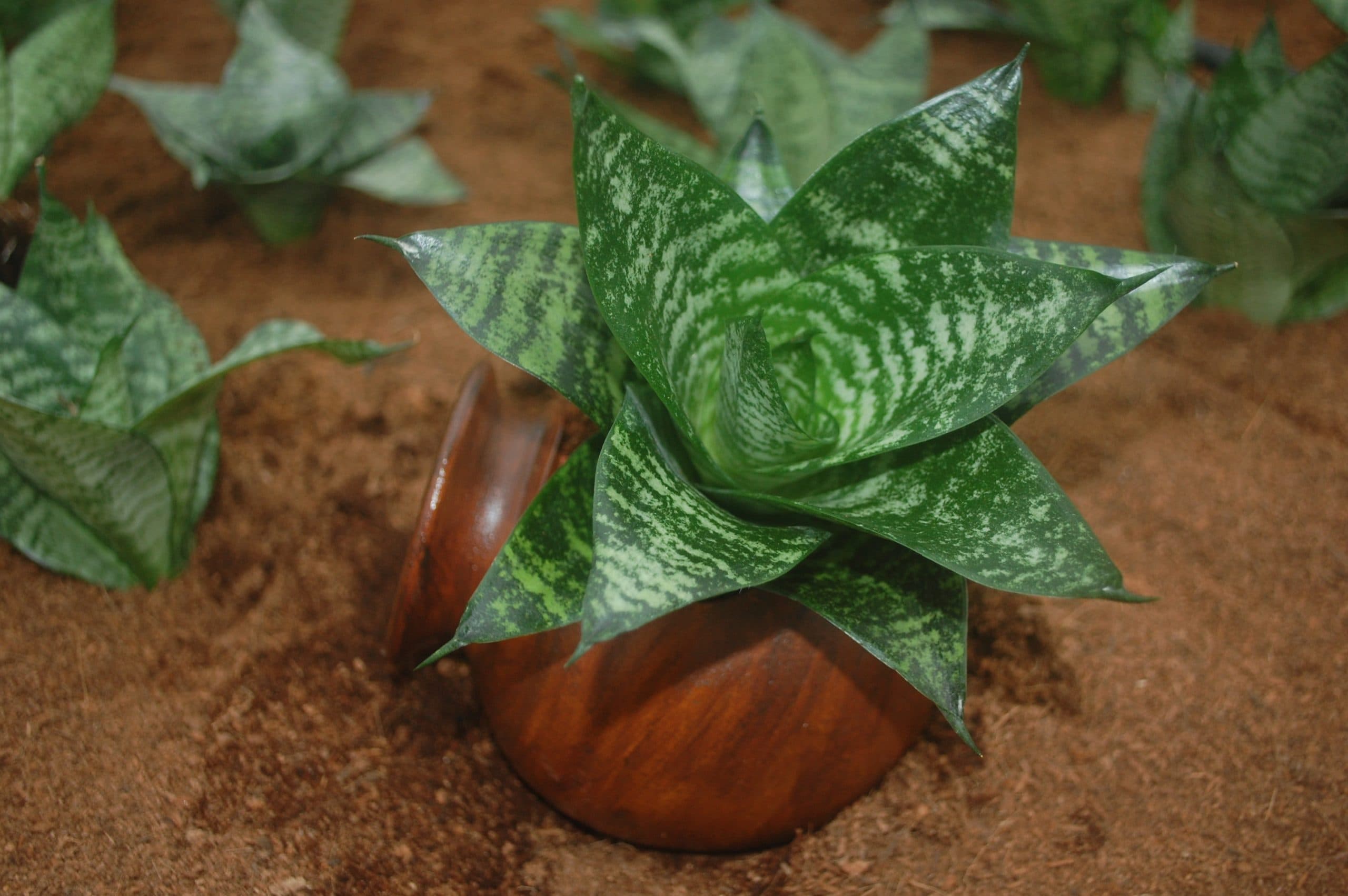 SANSEVIERIA STARPOWER® FOREST