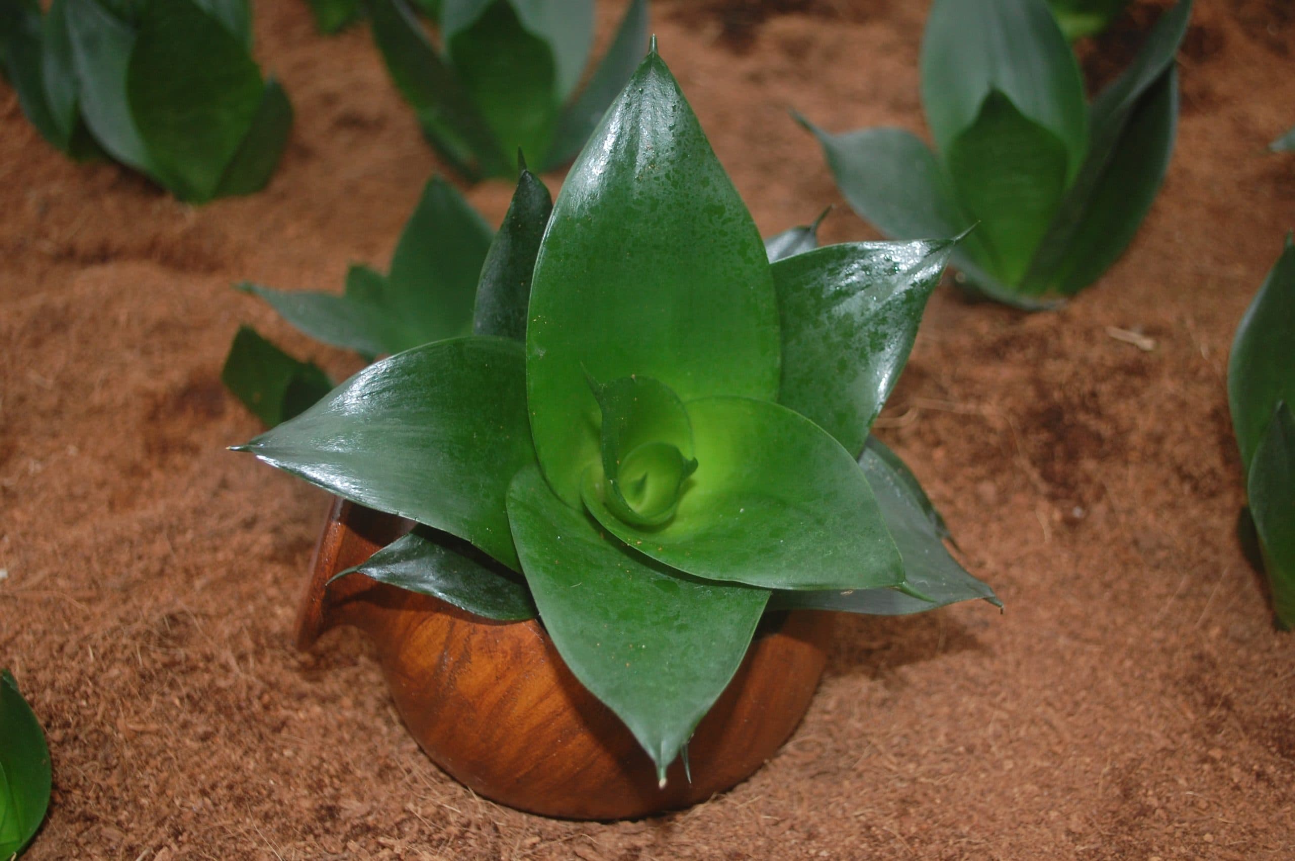 SANSEVIERIA STARPOWER® JADE