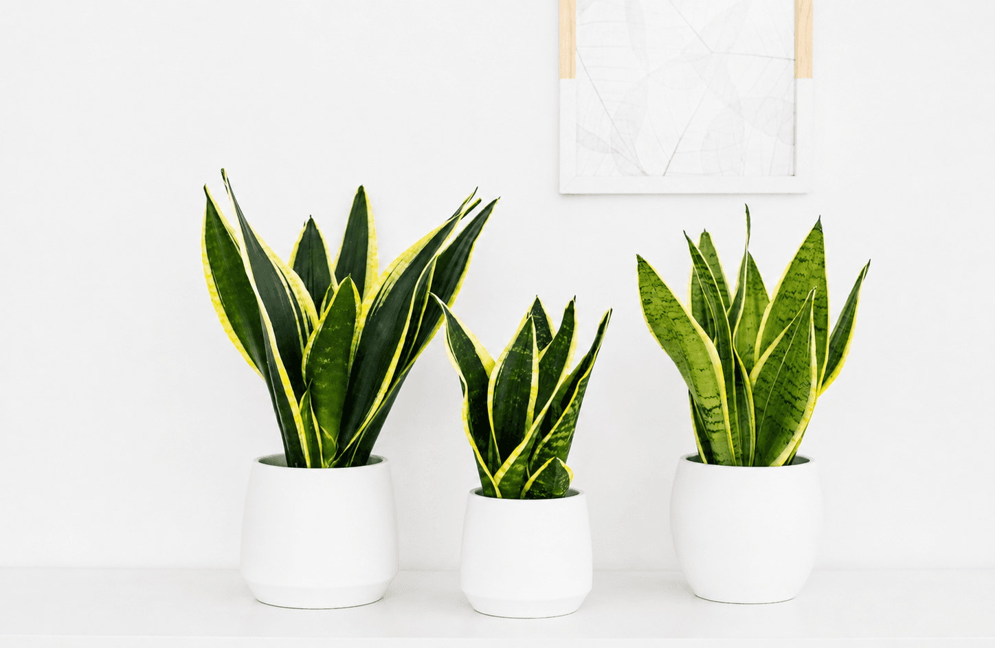 SANSEVIERIA MEDIUM POTS