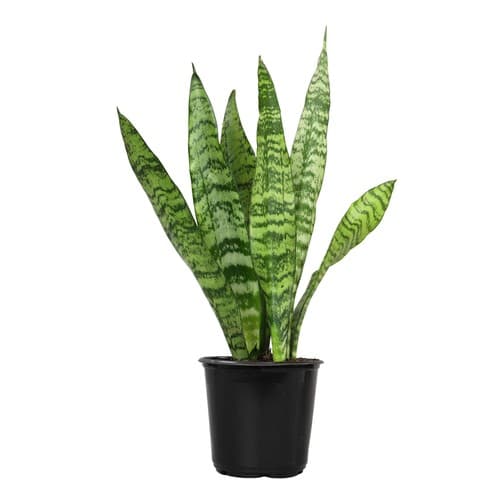 SANSEVIERIA LARGE POTS