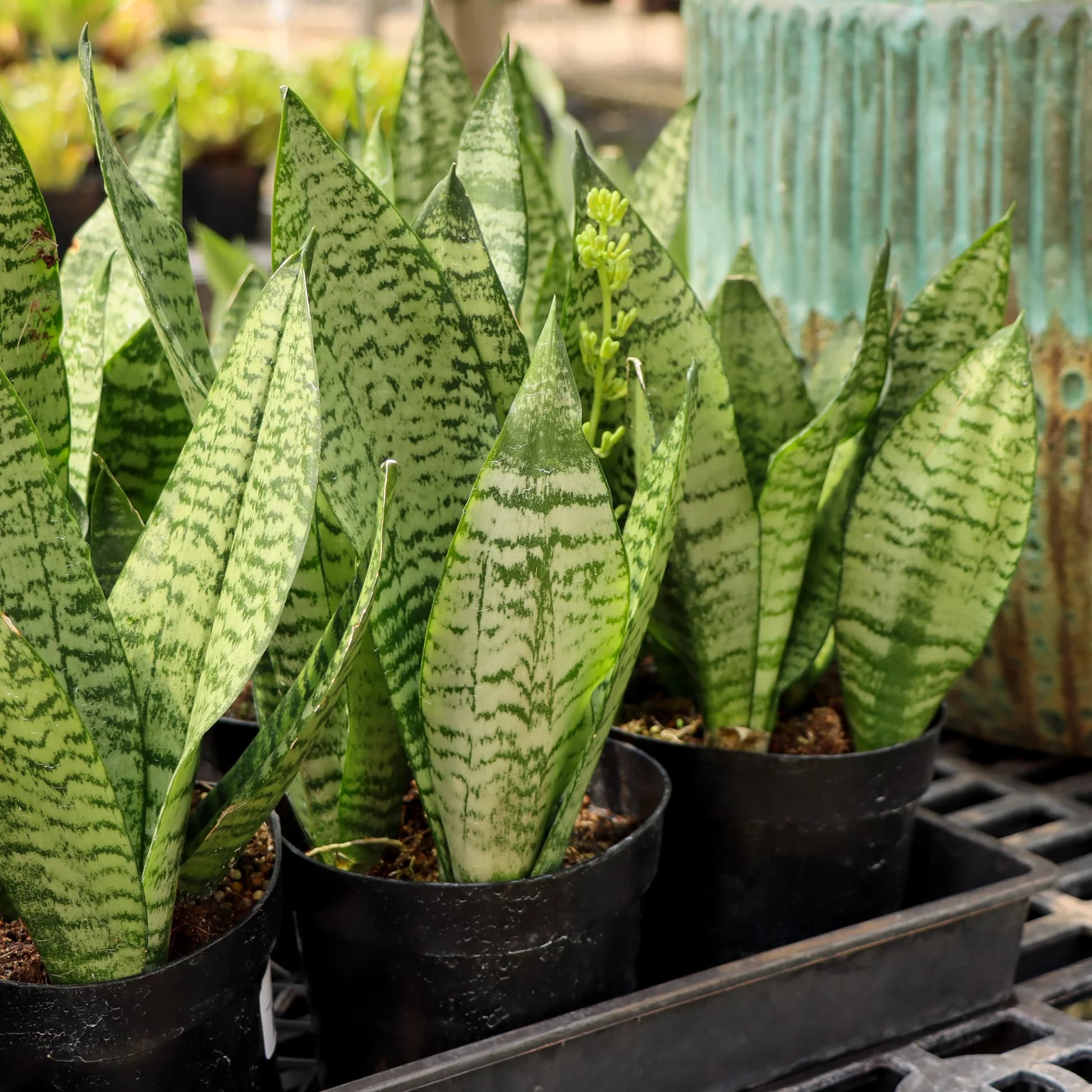 SANSEVIERIA LARGE POTS