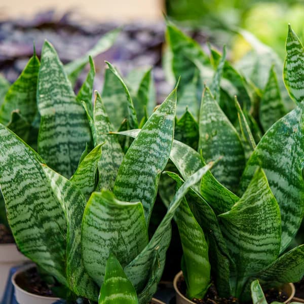 SANSEVIERIA FUTURA ROBUSTA