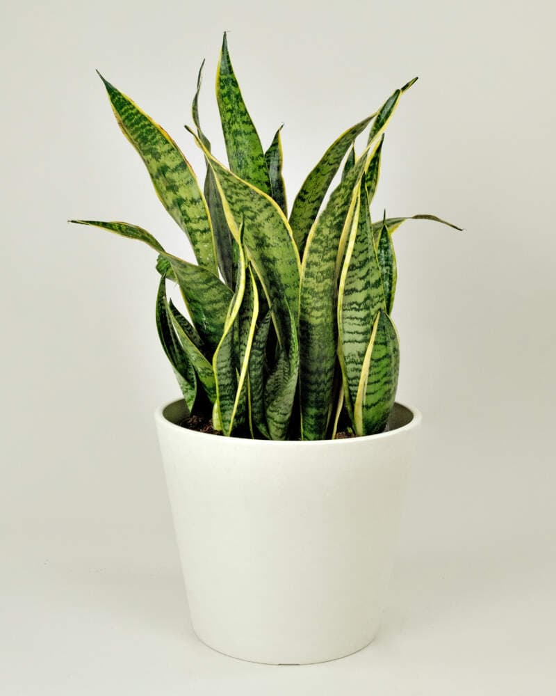 SANSEVIERIA MEDIUM POTS