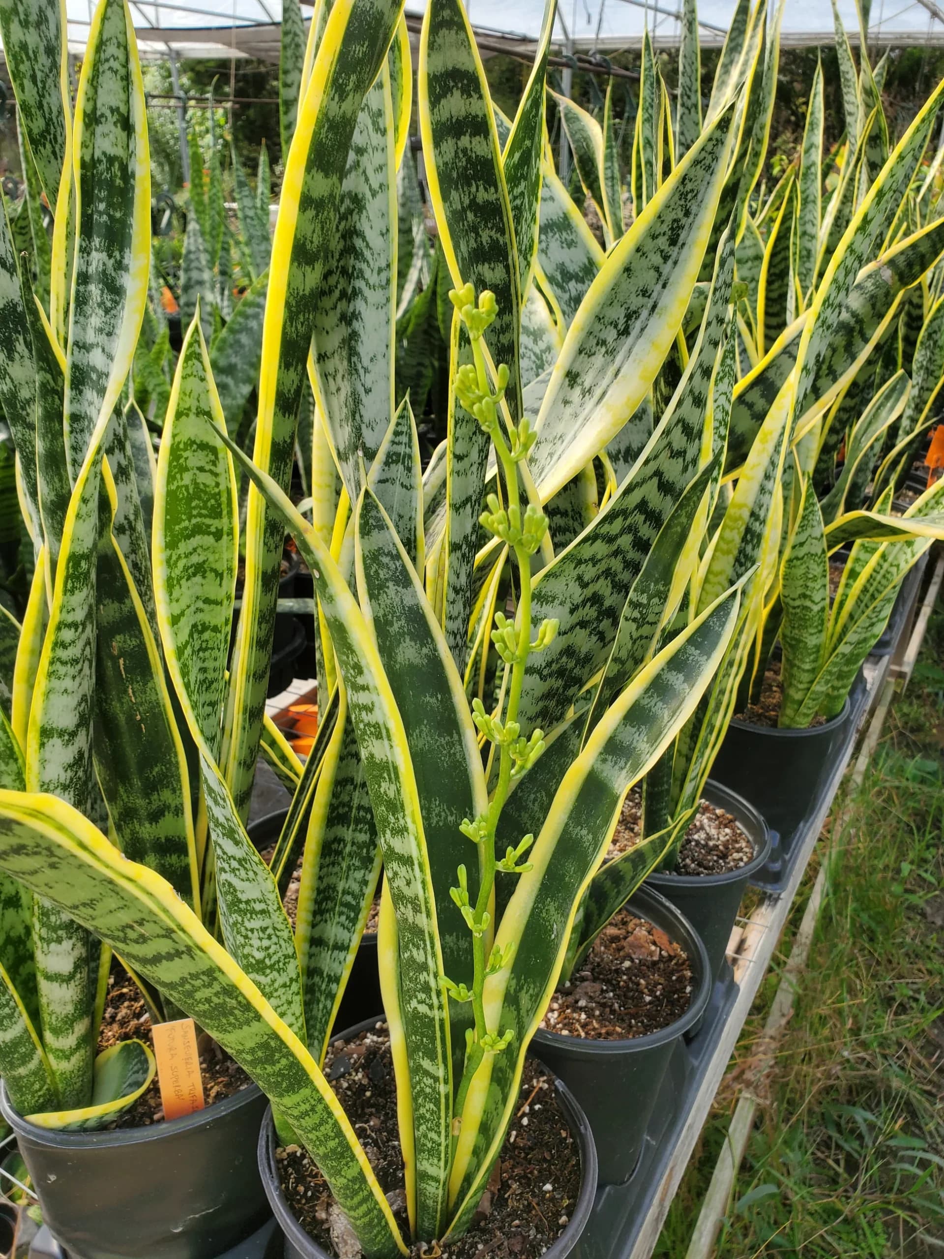 SANSEVIERIA FUTURA SUPERBA