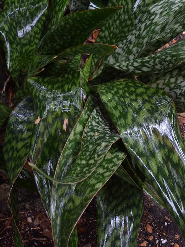 SANSEVIERIA TRIFASCIATA GRANDIS VAR. ZULUENSIS