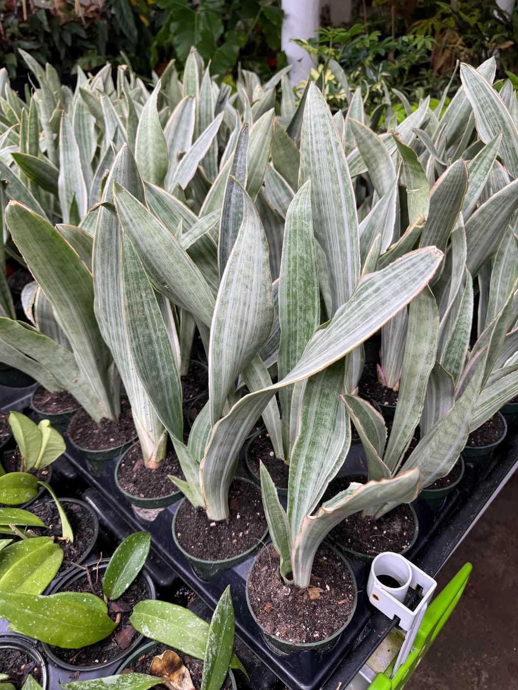 SANSEVIERIA TRIFASCIATA SAYURY