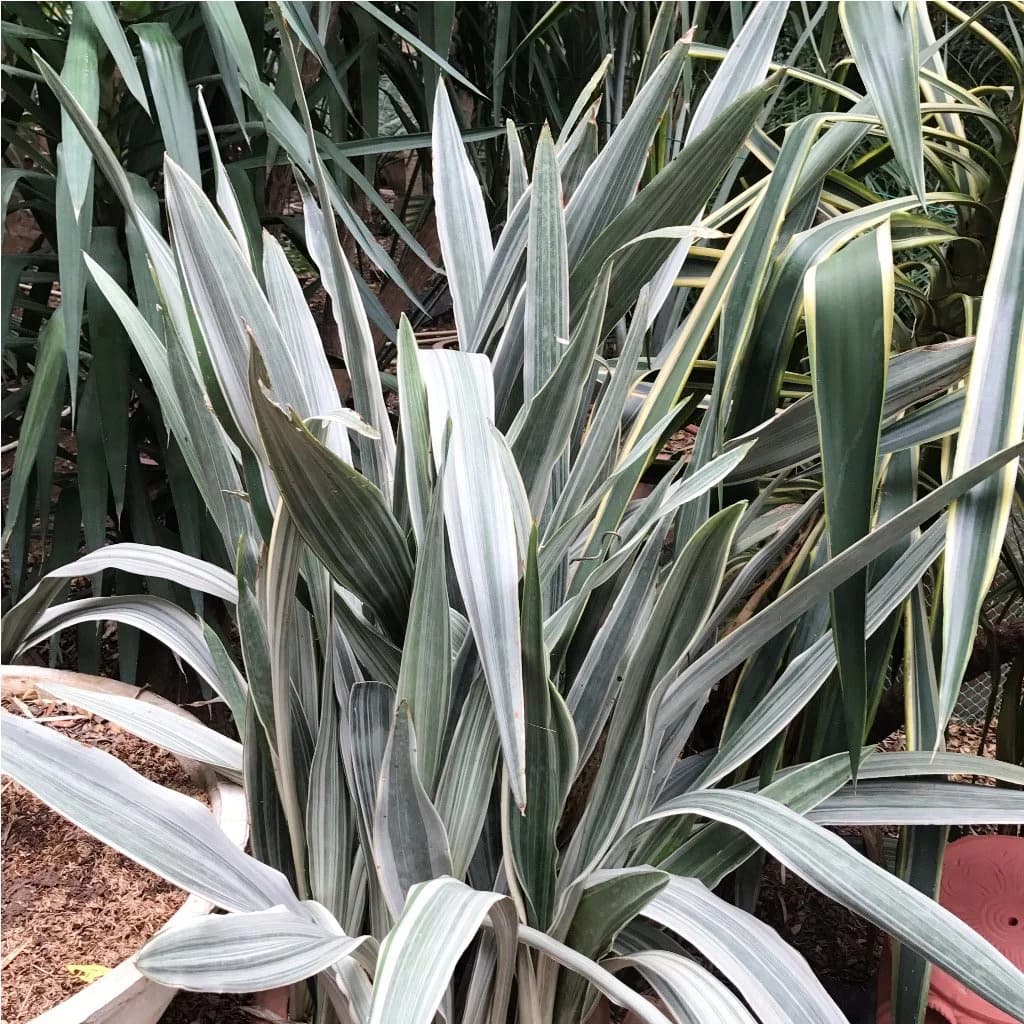 SANSEVIERIA TRIFASCIATA SIAM SILVER