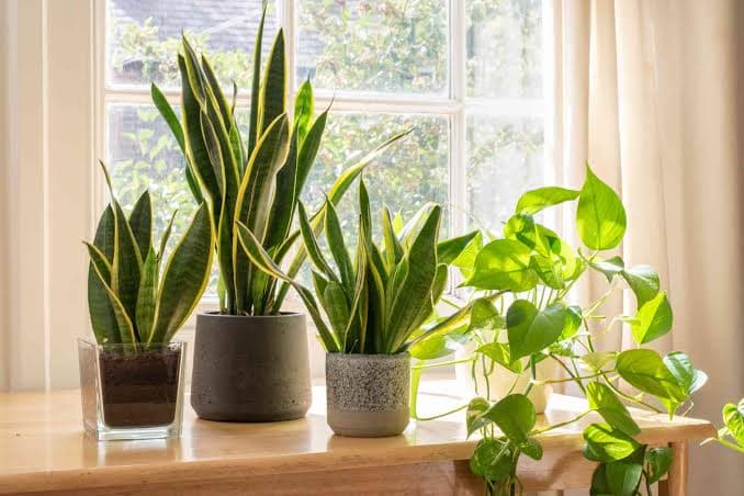 SANSEVIERIA MEDIUM POTS