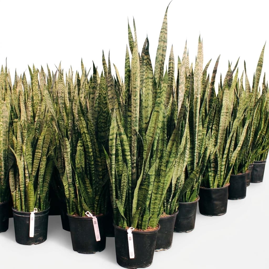 SANSEVIERIA LARGE POTS