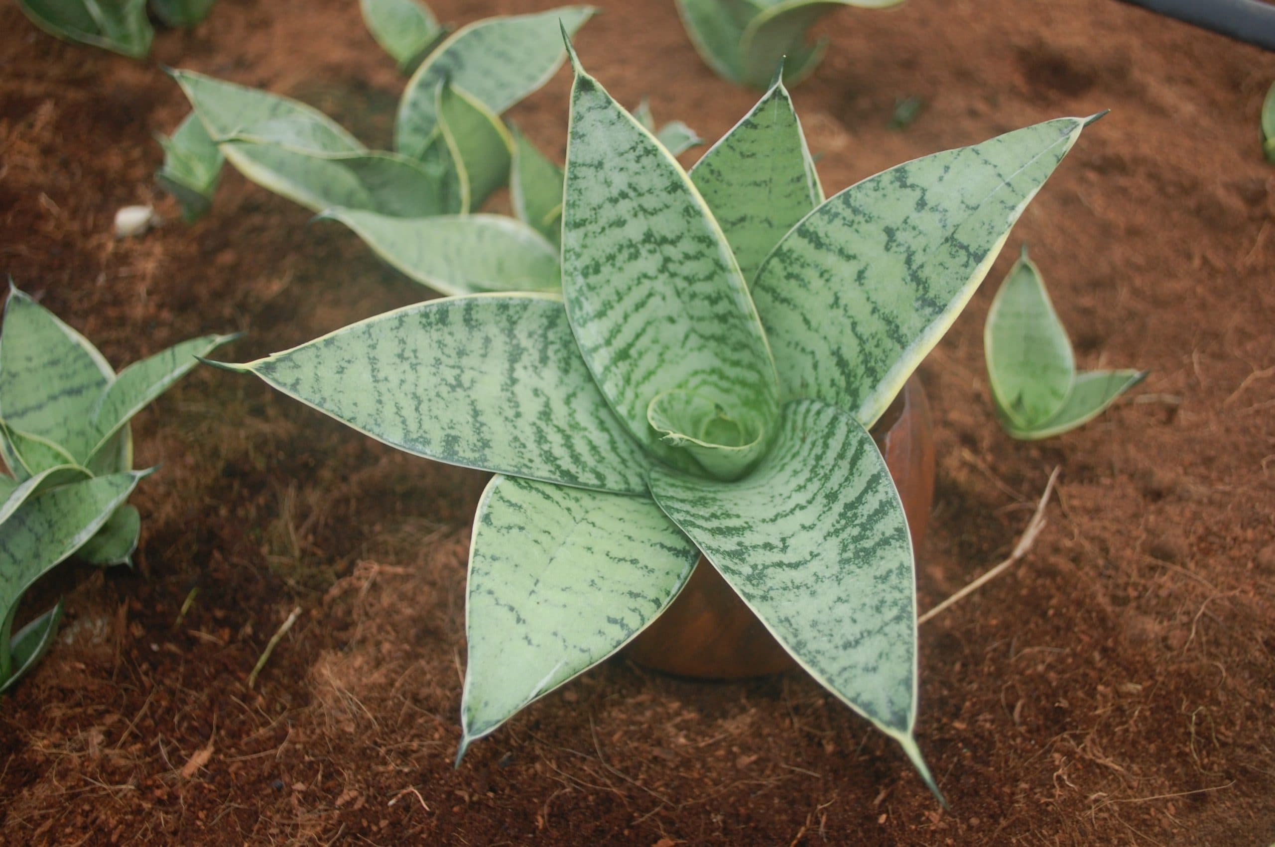SANSEVIERIA STARPOWER® SILVER