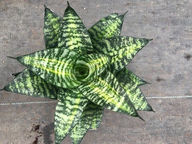 SANSEVIERIA STARPOWER® TIGER