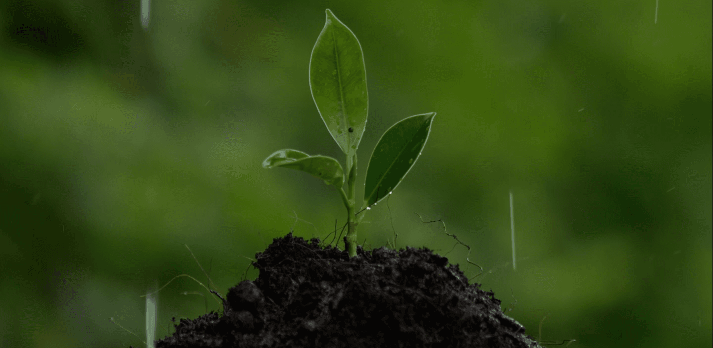 Wholesale Starter Plants: Grown in Tropical Conditions for Stronger Starters & Faster Flips