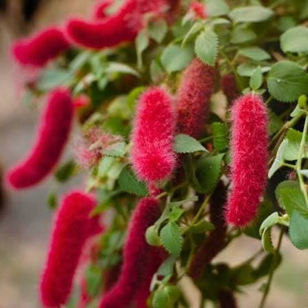 ACALYPHA PENULA CHENILLE RED FIRETAIL
