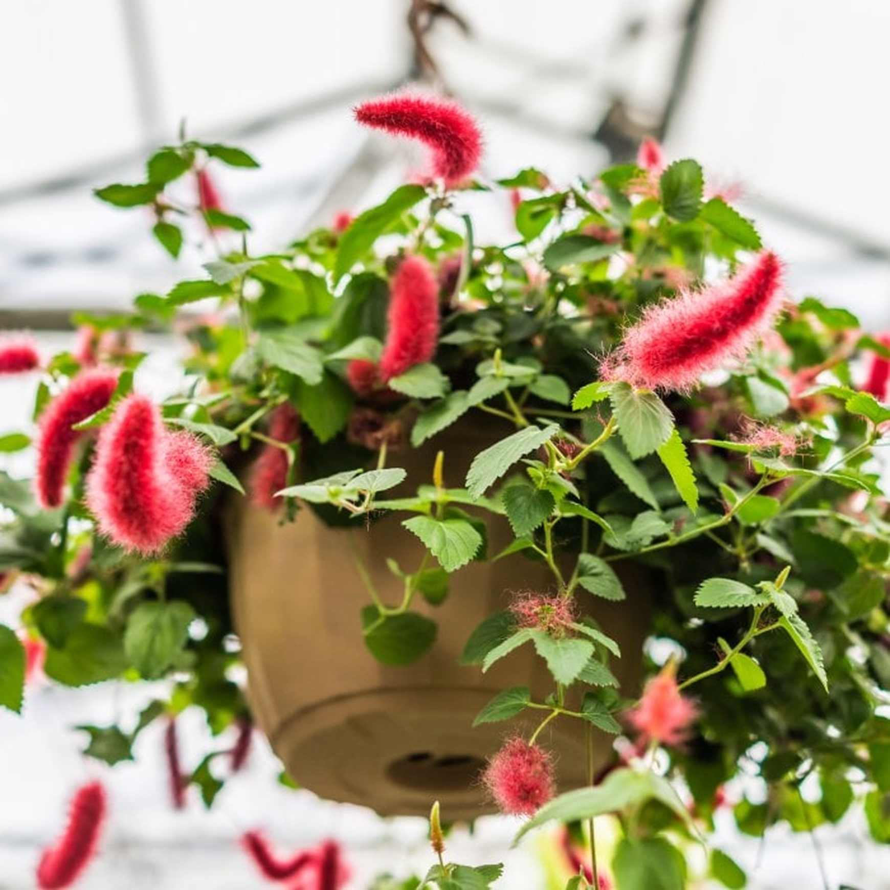 ACALYPHA