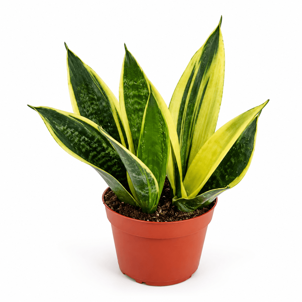 SANSEVIERIA GOLDEN FLAME
