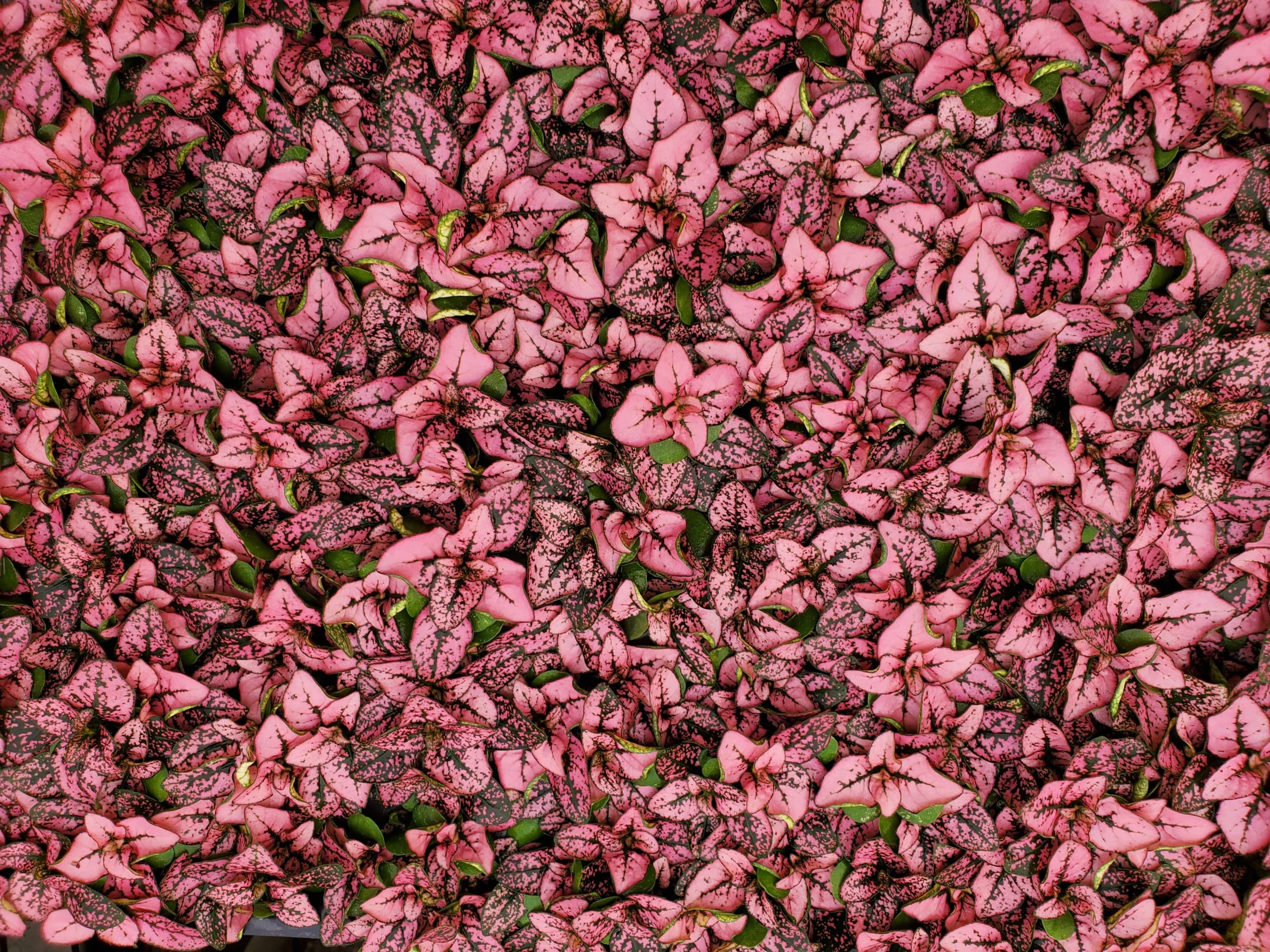 HYPOESTES