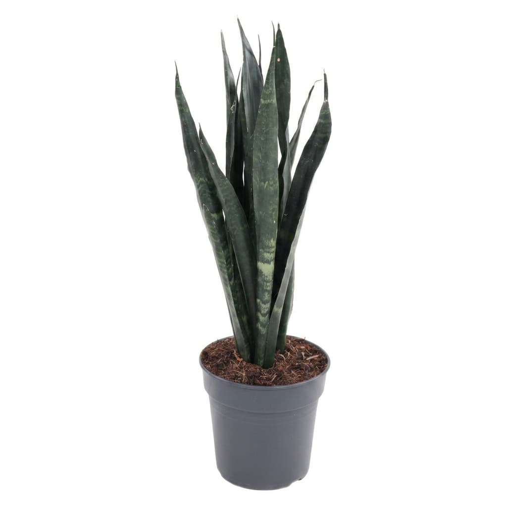 SANSEVIERIA BLACK CORAL
