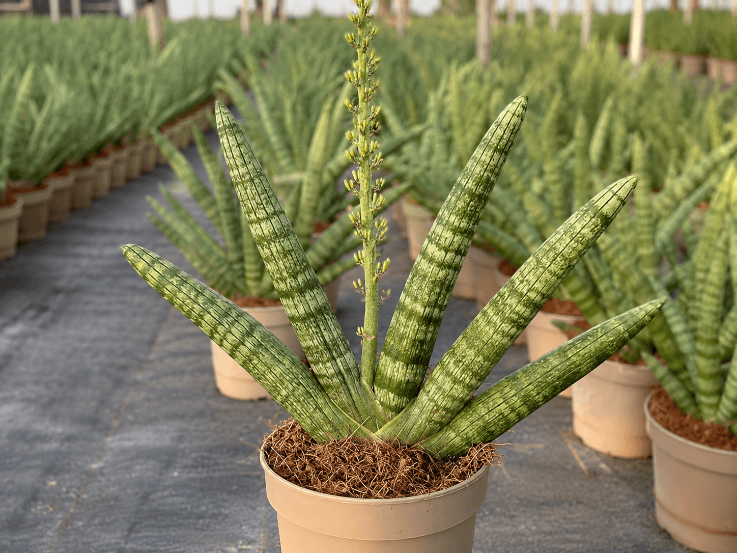 SANSEVIERIA SPECIALITY