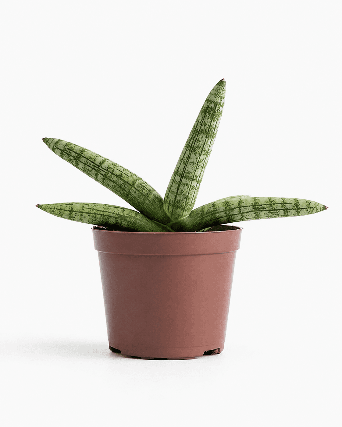 SANSEVIERIA SPECIALITY