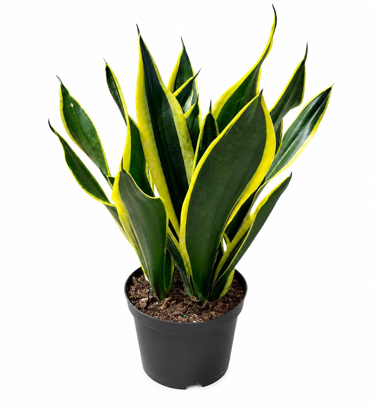 SANSEVIERIA SUPERBA BLACK