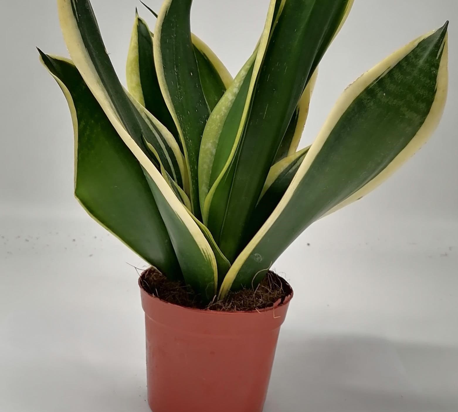SANSEVIERIA SUPERBA BLACK