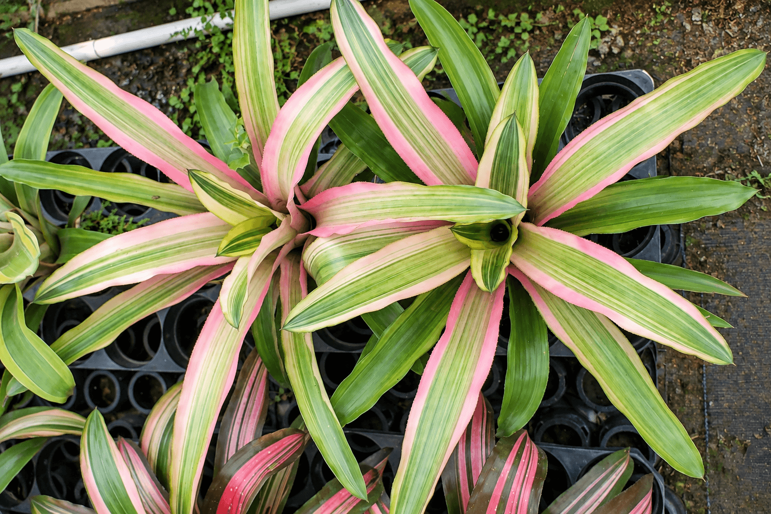 AECHMEA FOLIAGE