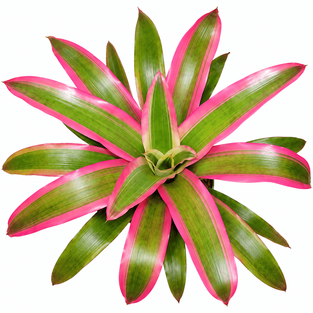 BROMELIAD AECHMEA MEND