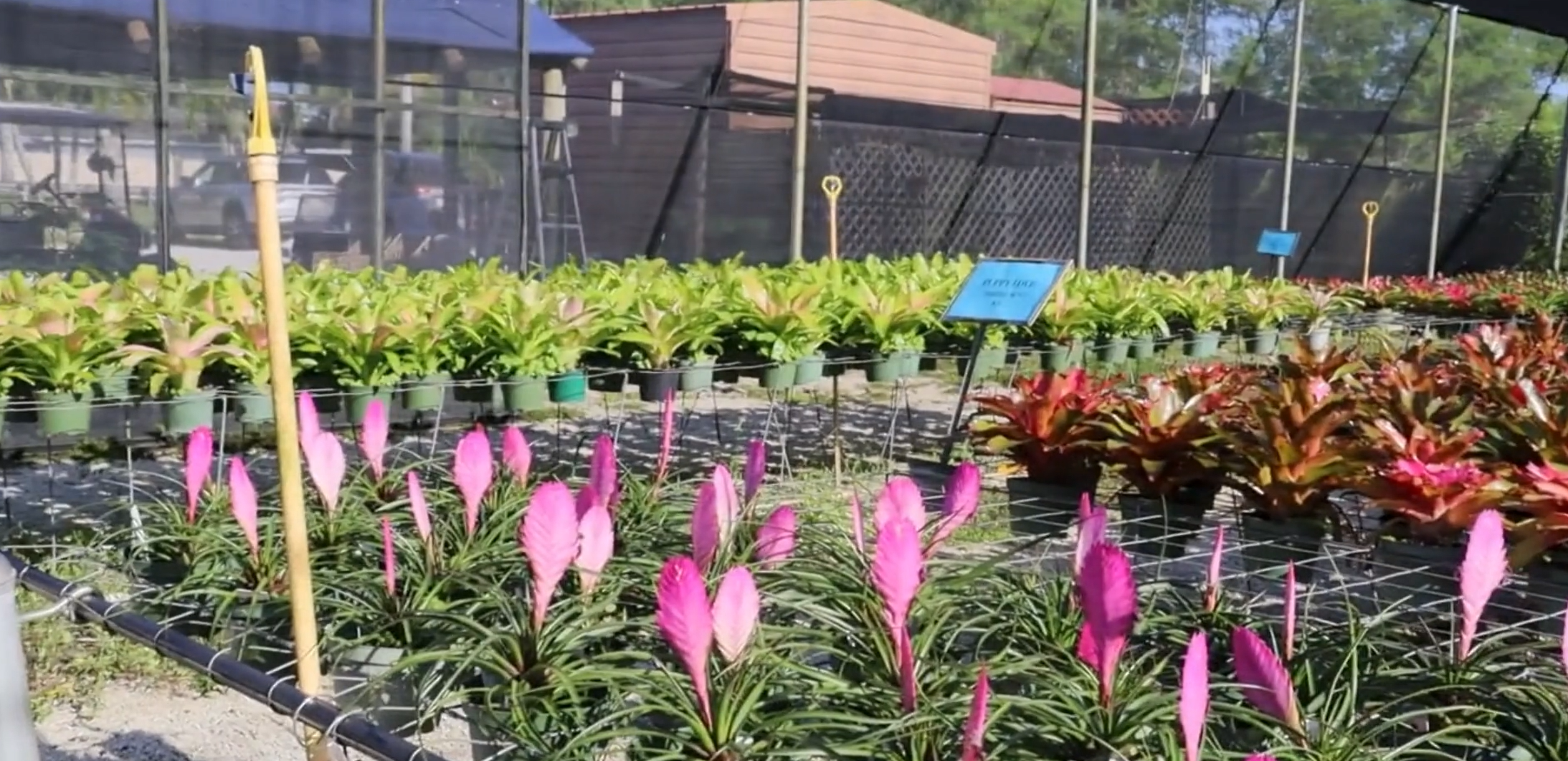 How Sunshine Bromeliads Grows Successfully with Foremost Bromeliad Starters