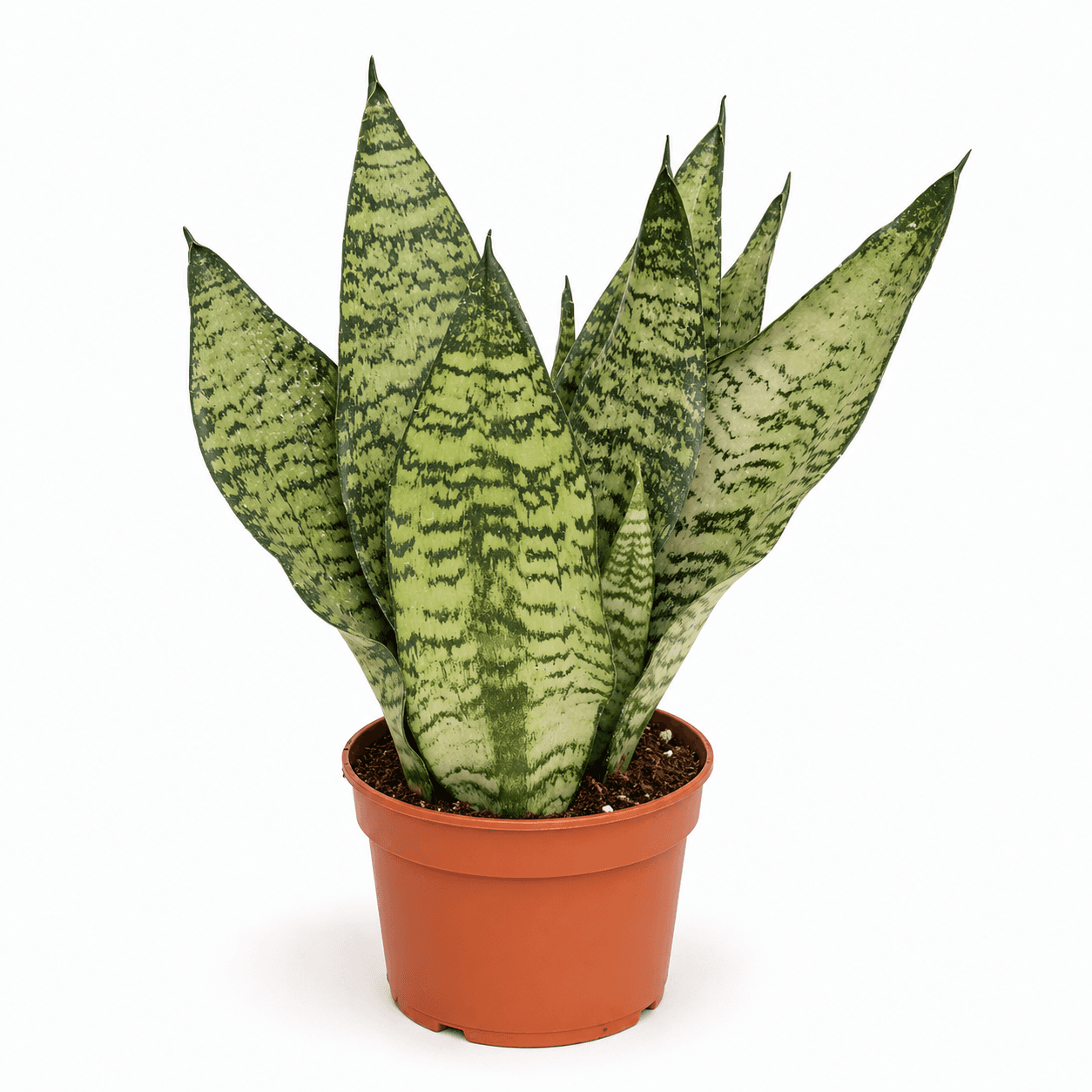SANSEVIERIA CORAL
