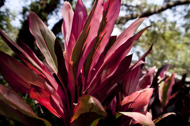 Vertical color, clean lines.