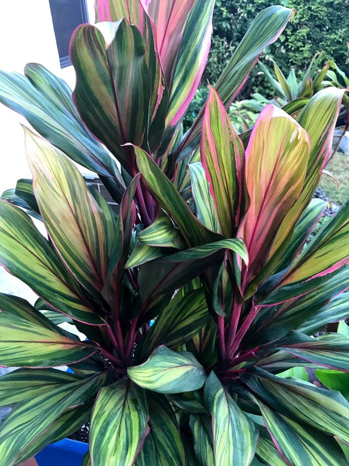 Vertical color, clean lines.