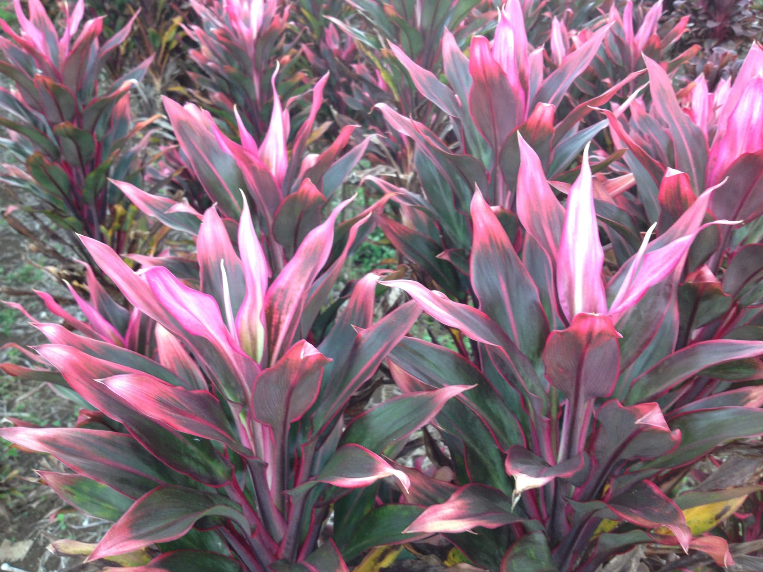 Vertical color, clean lines.