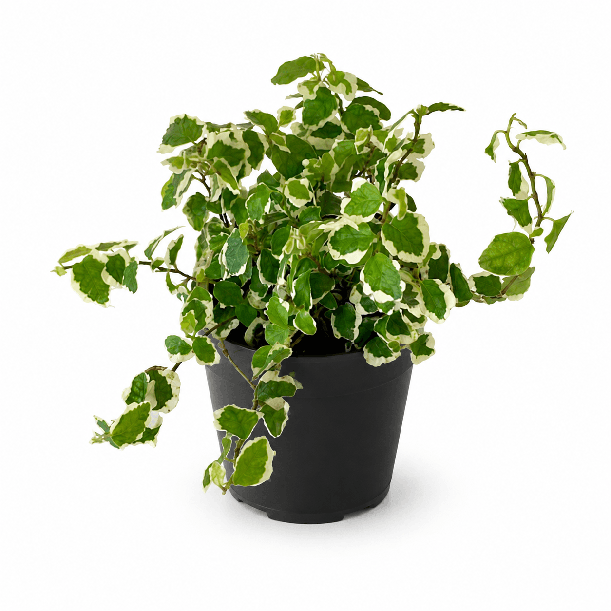 FICUS REPENS VARIEGATED