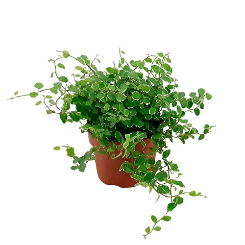 FICUS REPENS GREEN