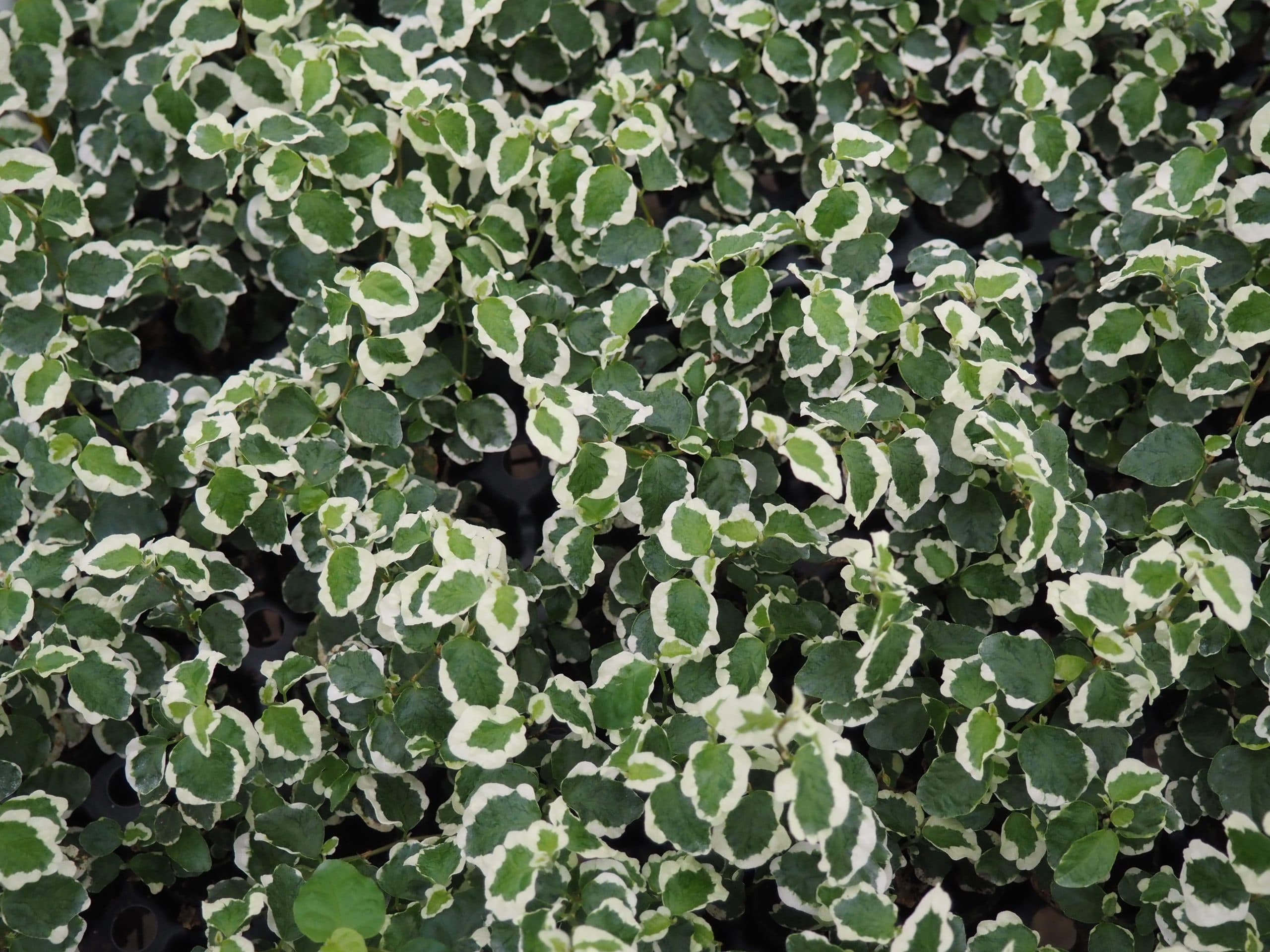 FICUS PUMILA/REPENS