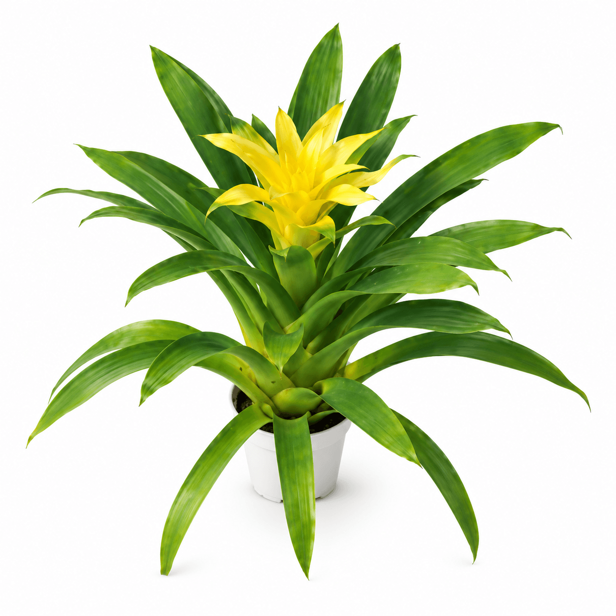 GUZMANIA PURPLE BERNICE